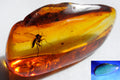 Real photo of Baltic amber piece